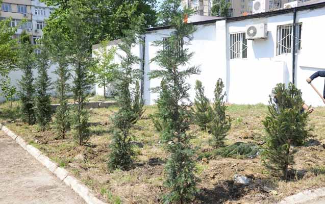 55-mine-yaxin-agac-ekilib